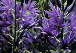 Camassia leichtlinii cearulea