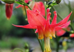 Aquilegia formosa (Western columbine)