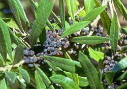 Myrica californica  (California wax myrtle or Pacific wax myrtle)