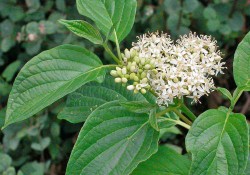 Cornus sericea (red-twigged dogwood) flower