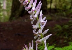 Corydalis scouleri (Scouler's corydalis)