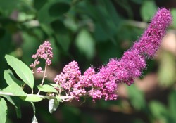 Spirea douglasii  (Douglas spirea or hardhack)