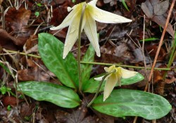 Erythronium oregonum (white fawn lily)