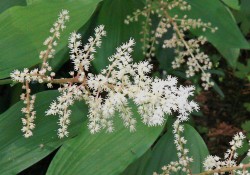 Maianthemum racemosum   (false Solomon's seal)