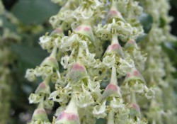 Garry elliptica (silk tassel)