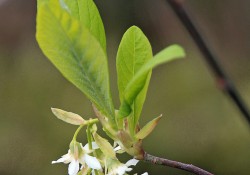 Oemleria cerasiformis  (Indian plum)