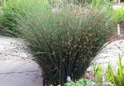 Juncus patens   (California gray rush)