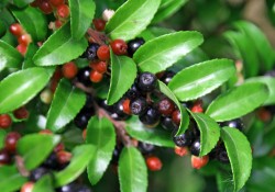 Vaccinium ovatum  (evergreen huckleberry)