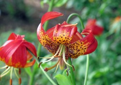 Lilium paradalinum    (leopard lily)