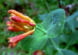 Lonicera ciliosa  (orange trumpet honeysuckle)