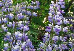 Lupinus rivularis  (riverside lupine)