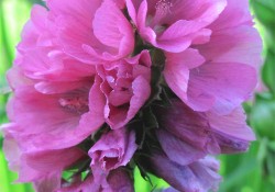 Sidalcea hendersonii   (Henderson's checkermallow)