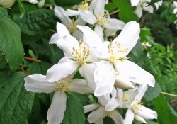 Philadelphus lewisii  (mock orange)