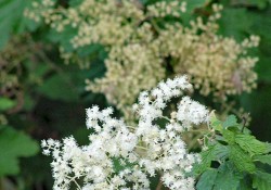 Holodiscus discolor (oceanspray)