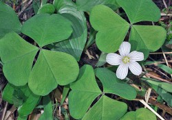 Oxalis oregana (redwood sorrel)