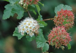 Physocarpus capitatus  (Pacific ninebark)