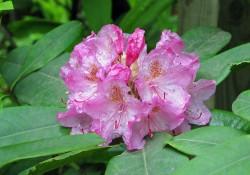 Rhododendron macrophyllum   (Pacific rhododendron)