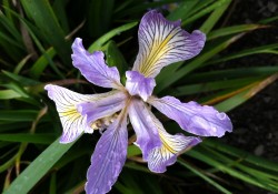 Iris douglasiana   (Douglas iris)