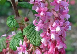 Ribes sanguineum   (red-flowering currant)