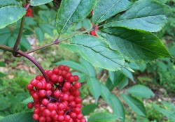 Sambucas racemosa berries (red elderberry)