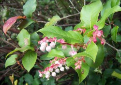 Gaultheria shallon   (salal)