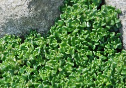 Sedum oreganum  (Oregon stonecrop)