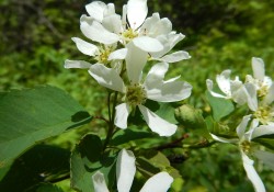 Amelanchier alnifolia  (serviceberry)