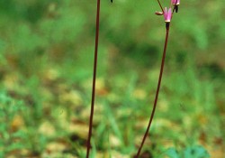 Dodecatheon hendersonii (Henderson's shooting star)