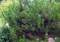 Pinus contorta ssp. contorta (shore pine)