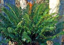 Polystichum munitum  (western sword fern)