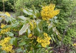 Mahonia aquifolium  (tall Oregon grape)