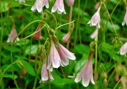 Linnaea borealis (twinflower)