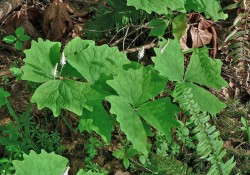 Achlys triphylla (vanilla leaf)