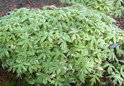 <em>Hydrophyllum tenuipes</em>   (Pacific waterleaf)