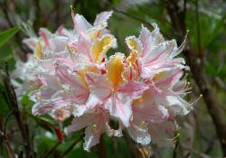 Rhododrendron occidentale   (Western azalea)