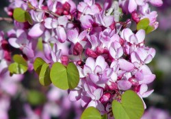 Cercis orbiculata (Western redbud)