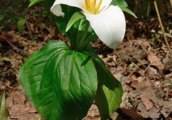 Trillium ovatum (western trillium)