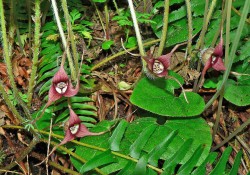 Asarum caudatum (Western wild ginger)