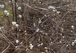 White berries on bare branches.