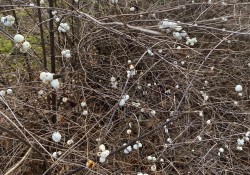 White berries on bare branches.