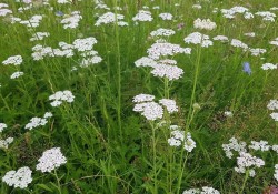 Achillea millefolium (yarrow)