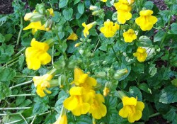 Mimulus guttatus  (yellow monkeyflower)