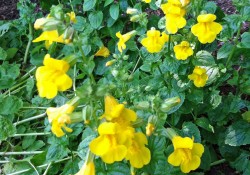 Mimulus guttatus  (yellow monkeyflower)