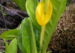 <em>Lysichiton americanus</em>  (Western skunk cabbage)