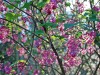 The spring blooms of  Ribes sanguineum.