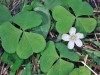 Oxalis oregana (redwood sorrel)
